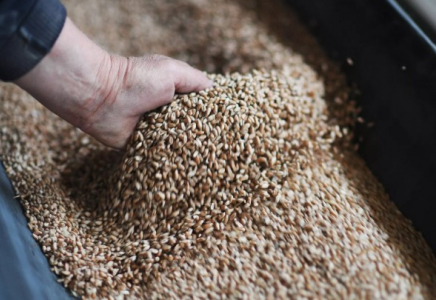 Ақмола облысында ғылыми орталық 850 тонна тұқымды қоқысқа тастаған