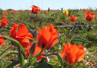 Түркістан облысында қызғалдақты қорғауға арналған экологиялық акция өтті