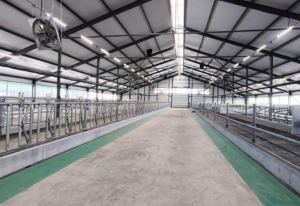 Қостанай облысында 1200 бас малға арналған сүт-тауарлы ферма іске қосылды