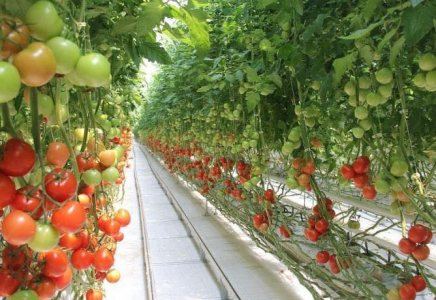 Еліміздегі ең жылыжай Түркістан облысында іске қосылады