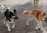 ​Қаладағы қауіп: қараусыз жануарлар мен инфекциялық тәуекелдер