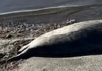 Каспий жағалауынан 70-тен аса өлі итбалық табылды