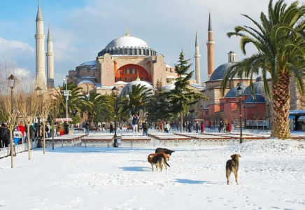 Ыстамбұлда көшедегі иттерді тамақтандыруға тыйым салынды