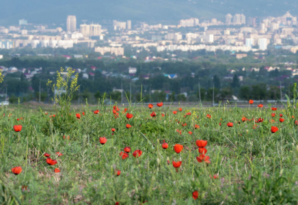 Коронавирус: Алматы 