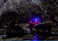 Шымкентте ағаш құлап 10 жастағы бала мерт болды