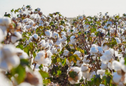 Түркістан өңіріндегі мақта, жүгері және ет кластерлері қарқынды дамуда