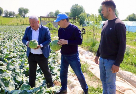 ТҮРКІСТАН: Сарыағашта қырыққабат өнімі жиналып жатыр