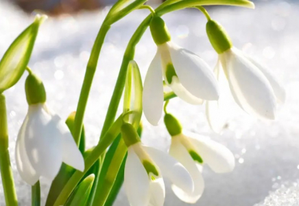 Қазақстандықтарға көктемгі гүлдерді жұлғаны үшін айыппұл салынатыны ескертілді