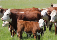 Қазақстанда ірі қара және ұсақ малдың аналық басын шетелге шығаруға тыйым салынды