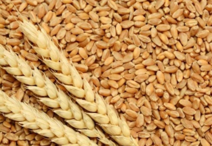 Жаңа астықтың 5,1 млн тоннасы экспортталды