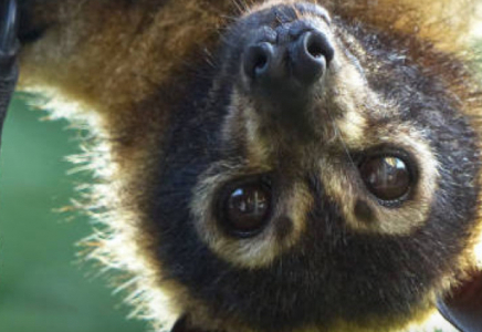 Индонезияда жарқанаттардан Нипах вирусына қарсы антиденелер анықталды