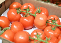 Ресейден әкелінген қызанақтардан вирус анықталды