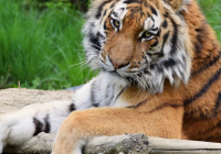 Ресей Қазақстанға төрт амур жолбарысын беретін болды