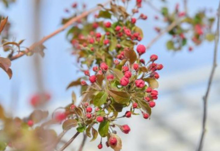 Түркістанда сакура мен магнолия ағашы гүлдеді