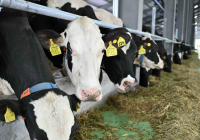 Түркістан облысындағы «Бөрте милка» жобасы толық іске қосылды