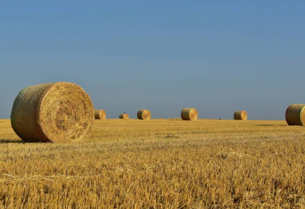 Қазақстанда жем-шөптің қымбаттауының басты себебі аталды