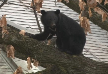 Жапонияда аю шабуылынан 12 адам қайтыс болды