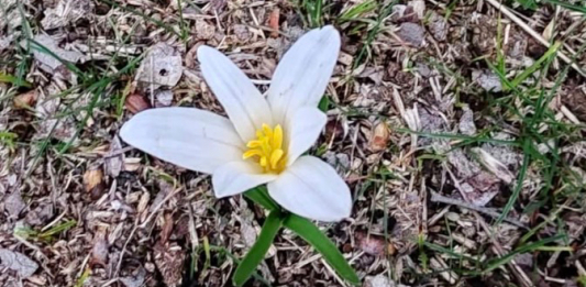 Түркістан облысына наурызек оралып, бәйшешек гүлдеді