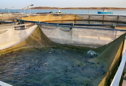 Қазақстанда аквамәдениетті дамытуға ерекше назар аударылады