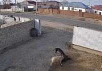 Атырауда бұралқы иттер малға шапты