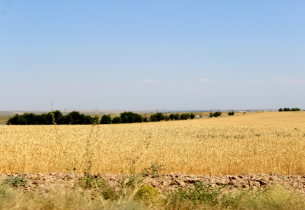 Ордабасылық шаруалар 9 айда 25 млрд. теңгенің өнімін өндірді
