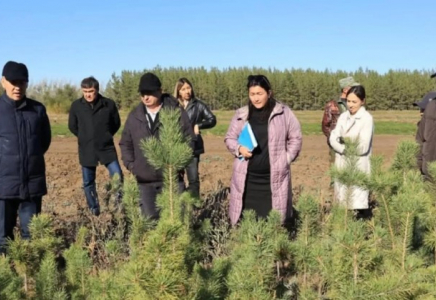 Қостанай облысында өртенген орман қалпына келтіріле бастады