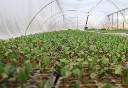 Жетісайдың қырыққабаттары Ресейге экспортталады