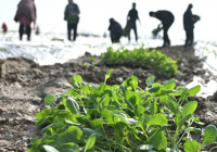 ТҮРКІСТАН: Жетісайлық шаруалар қыста қырыққабат егіп жатыр