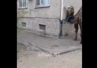 Ақтауда ер адам түйесін көпқабатты үйдің жанына байлап қойған (ВИДЕО)