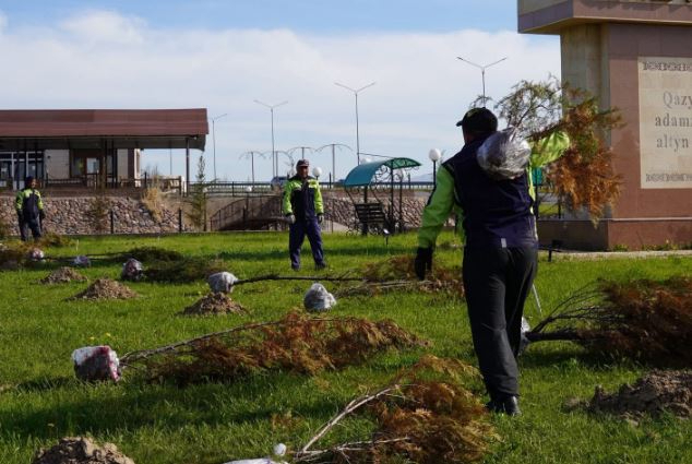 «ТАЗА ҚАЗАҚСТАН»: Қазығұртта 8000 түп көшет отырғызылды