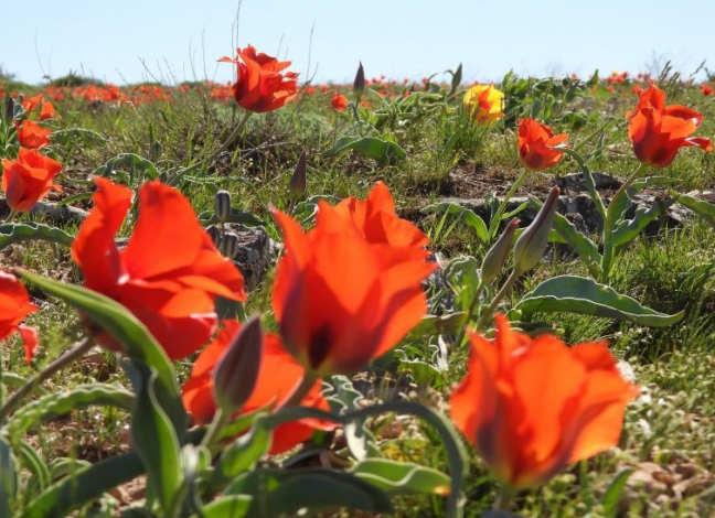 Түркістан облысында қызғалдақты қорғауға арналған экологиялық акция өтті