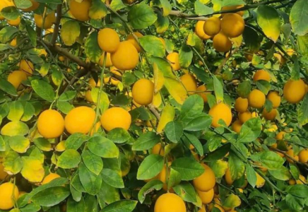 ТҮРКІСТАН: Сарыағаштық бағбандар лимон жинап жатыр