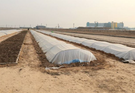 Түркістандағы 10 гектар аумақта тұқымбақ іске қосылды