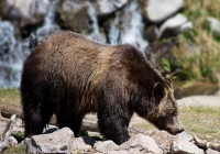 Канадада аю мектеп оқушыларына шабуыл жасады: зардап шеккендер бар