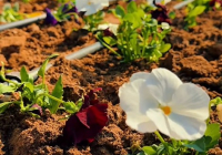 ШЫМКЕНТ КӨШЕЛЕРІНЕ 1,6 МЛН ГҮЛ ЕГІЛЕДІ