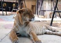 ​72 жолбарыстың өлімі: Таиланд мысық вирусының өршуін тоқтатуға шұғыл кірісті