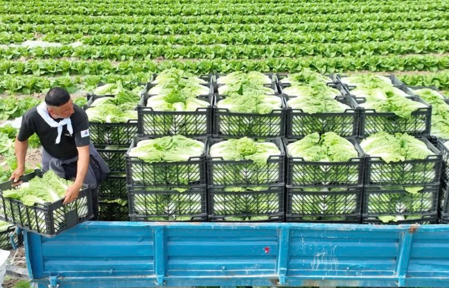 Түркістандық диқандар нарыққа қырыққабат шығаруды бастады