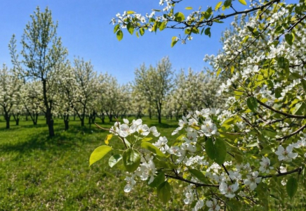 Қазақстанда алма бақтарының «қоры» жаңғыртылмақ