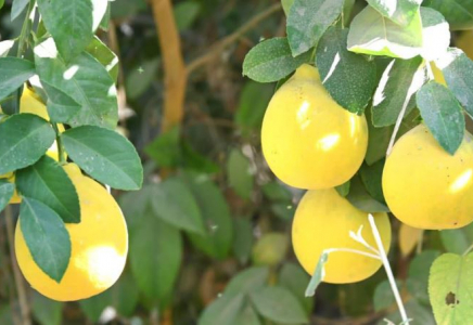 ТҮРКІСТАН: Жетісайлықтар тропикалық жеміс өсіруді меңгеріп жатыр