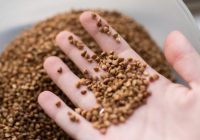 Қарағанды облысында қарақұмық пен қырыққабатты қымбатқа сатқандар жауапқа тартылды