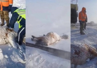 Ақмола облысында пойыз 11 жылқыны қағып кетті