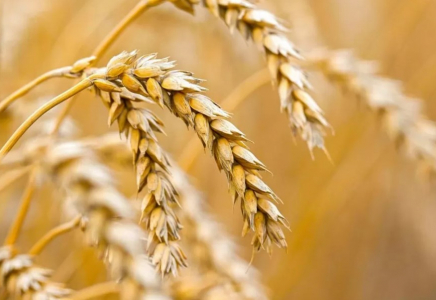 Жаңадан жиналған астықтың 3,9 млн тоннасы экспортталды