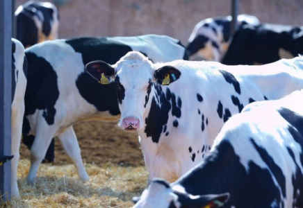 ТҮРКІСТАН: 3 жылда 201 ауыл шаруашылығы кооперативі құрылды