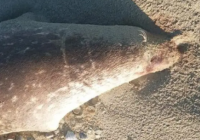 Каспий жағалауынан 100-ге жуық итбалықтың өлексесі табылды