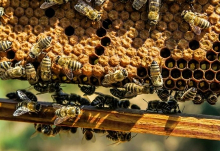 Ара шаруашылығы – агроэкспортты дамытудың жаңа күшіне айналмақ