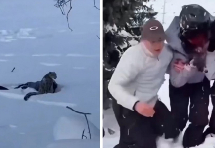 Қар барысы өзімен суретке түскісі келген әйелге шабуыл жасап, бетін жарақаттады (видео)