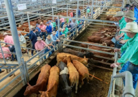 ​Қазақстанда Мал өсірушілер одағы өз жұмысын бастады