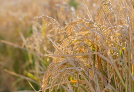 ТҮРКІСТАН: Отырардағы егін алқаптарына су үнемдеу технологиясы ендірілді