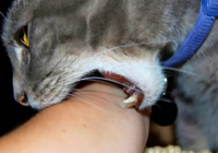 Мысық тістеген маңғыстаулық әйел құтырма ауруынан көз жұмды