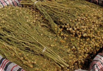 Адыраспан тыйым салынған өсімдіктер қатарына енгізілді